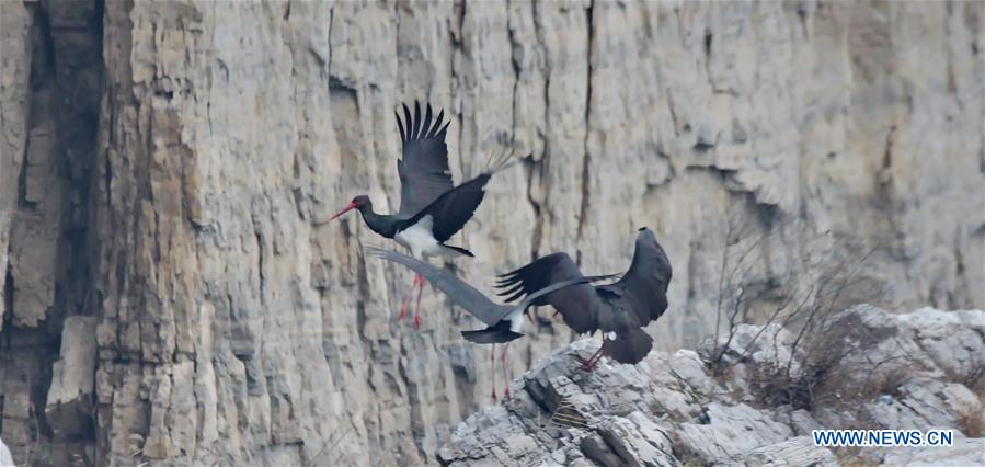 #CHINA-BEIJING-BLACK STORKS (CN)
