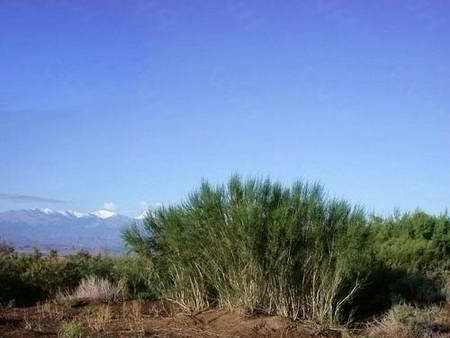Xinjiang desert produces 1 mln seedlings for sand control