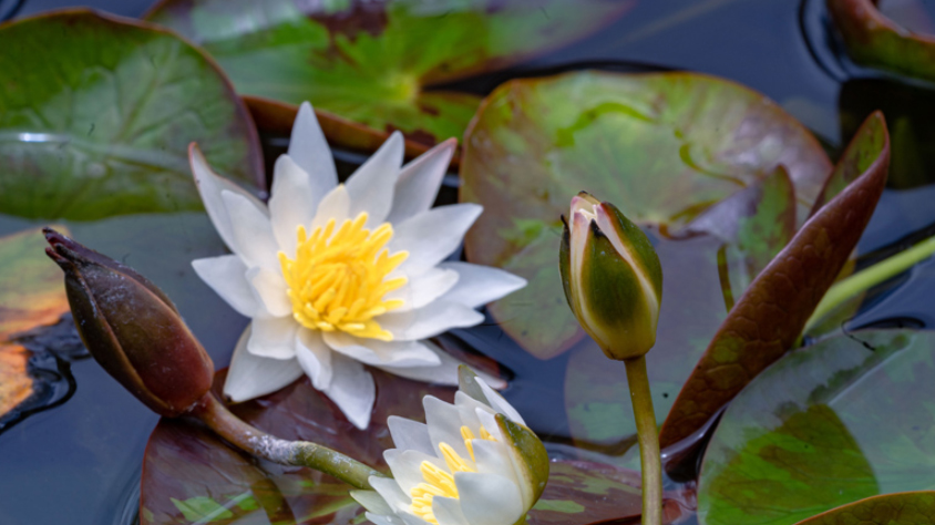 Endangered pygmy water-lilies bloom in SW China’s Yunnan