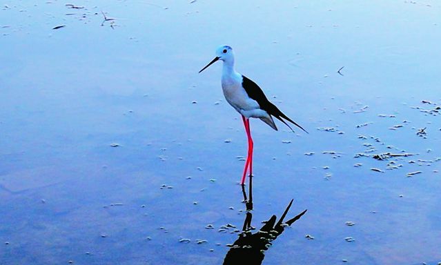 'Supermodel' black-winged stilt strolls in Baiyangdian Lake in Xiong'an New Area