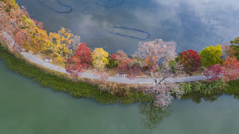 Colorful autumn scenery in Nanjing, E China