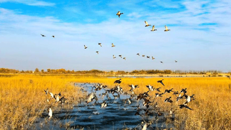 Tarim River in Xinjiang becomes prime habitat for migrant birds