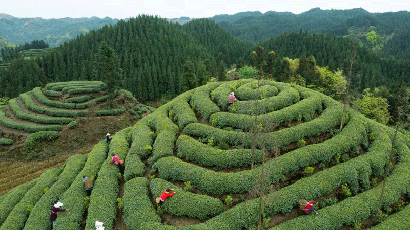 Pic story: inheritors of tea making technique in Ya'an, China's Sichuan