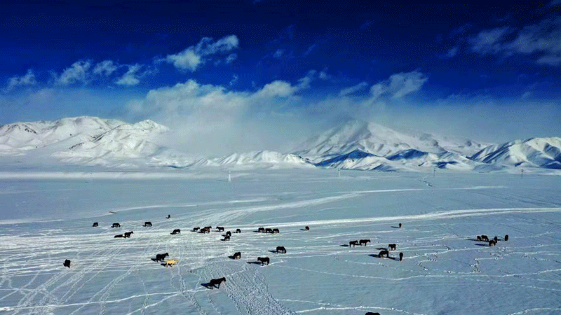 Snow-covered Bayanbulak grassland presents enchanting scenery