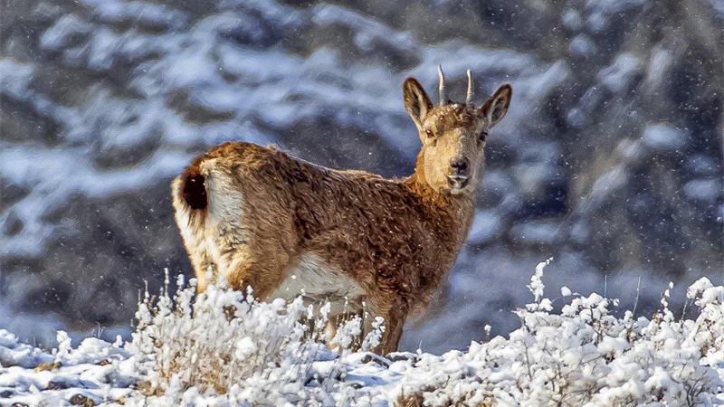 Wild Siberian ibex forage, play on rocks in NW China’s Xinjiang