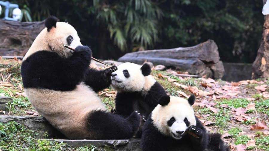 Giant pandas enjoy happy life at Sichuan base