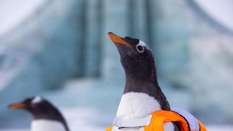 Penguins visit Harbin Ice-Snow World in China's Heilongjiang