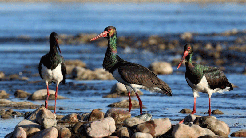 Black storks at Mianman River in north China's Hebei