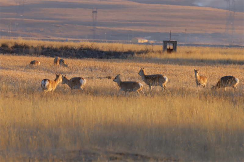Rare gazelle species spotted on grassland near Qinghai Lake