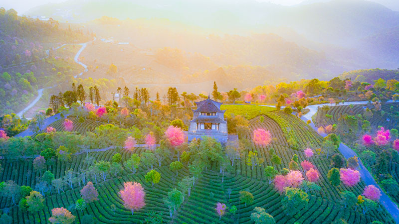 Intoxicating cherry blossoms cover tea garden in China’s Yunnan