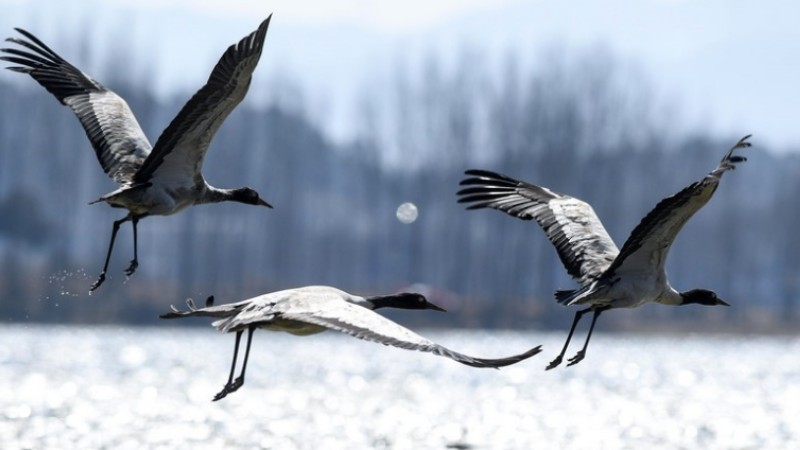 InPics: Over 100,000 birds wintering in China's Guizhou
