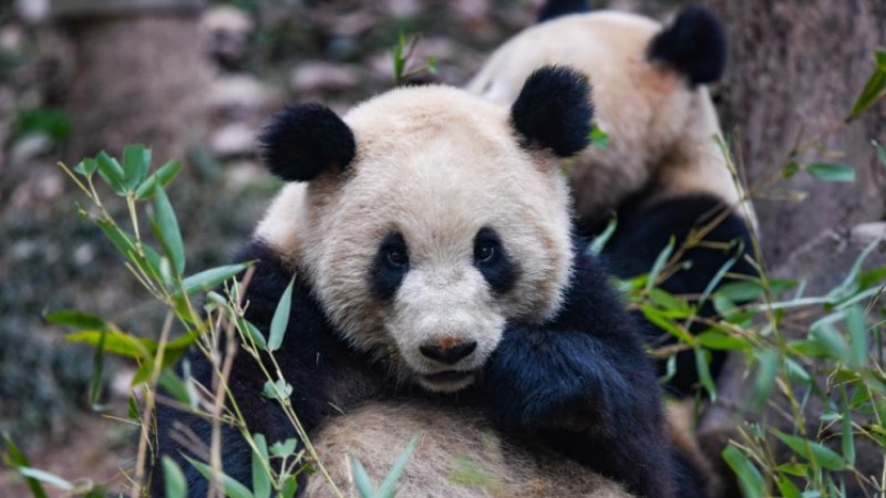 Giant pandas enjoy themselves at breeding base in Sichuan
