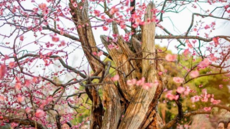 600-year-old plum tree blossoms in Nanjing