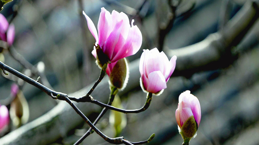 400-year-old saucer magnolia tree blossoms in Hanzhong, NW China’s Shaanxi