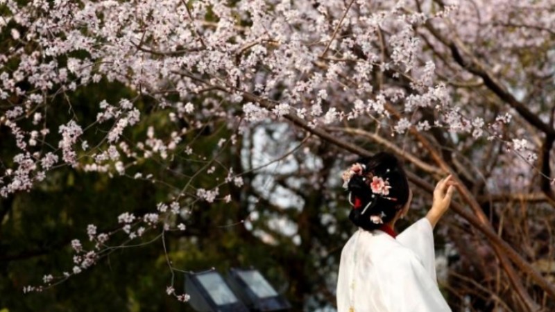 Peach blossoms bring charm to Beihai Park in Beijing