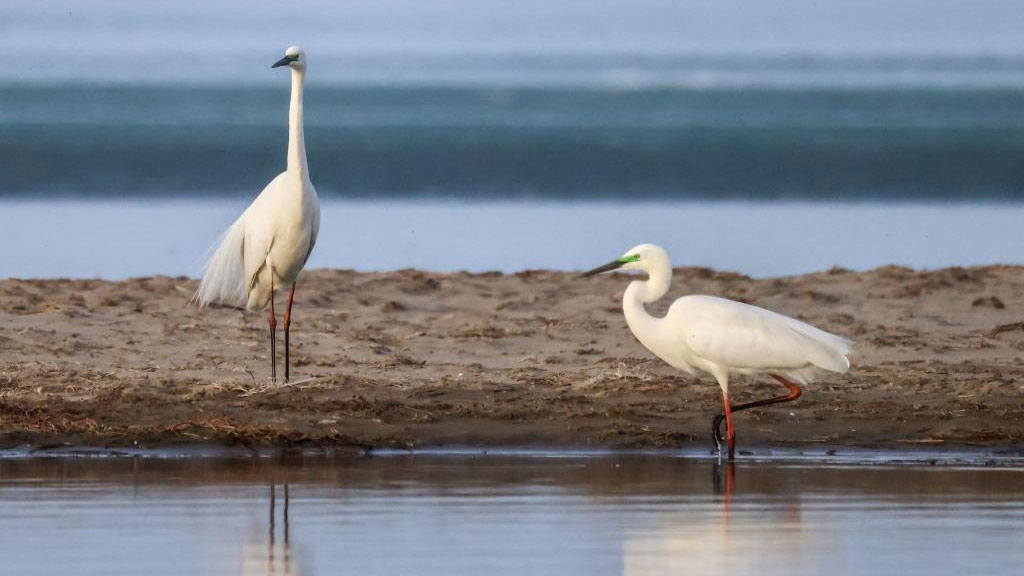 Migratory birds return to Bosten Lake in Xinjiang