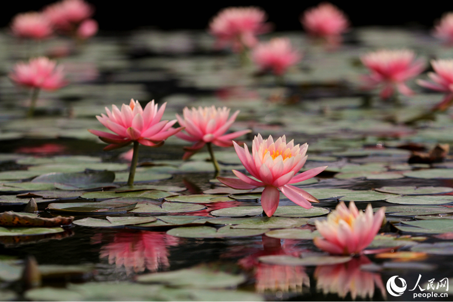 Water lily flowers bloom in Xiamen, SE China’s Fujian