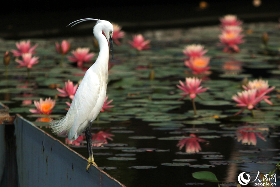 Water lily flowers bloom in Xiamen, SE China’s Fujian