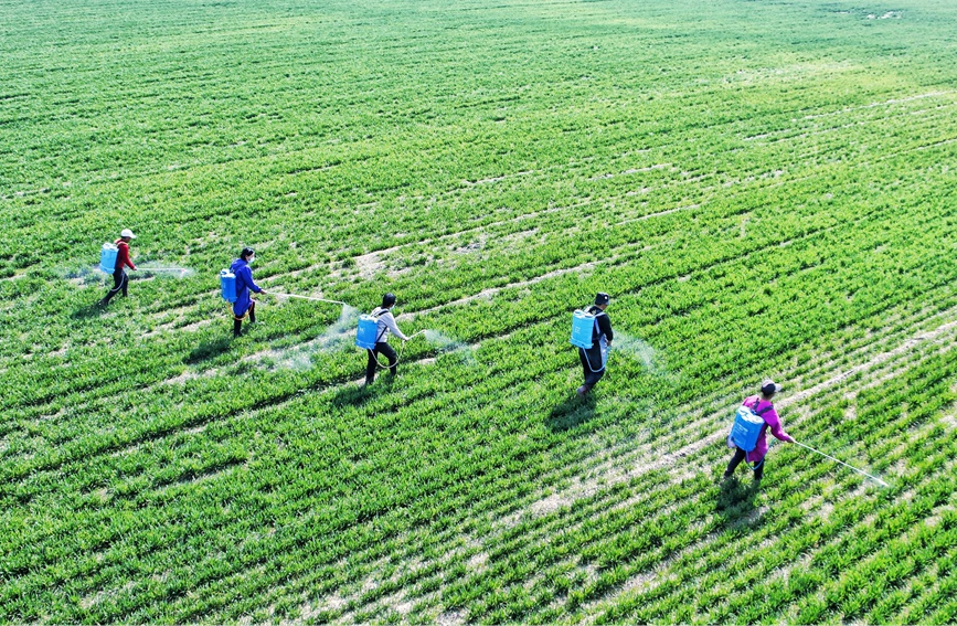 Farmers busy with spring farming in Zhecheng, C China's Henan