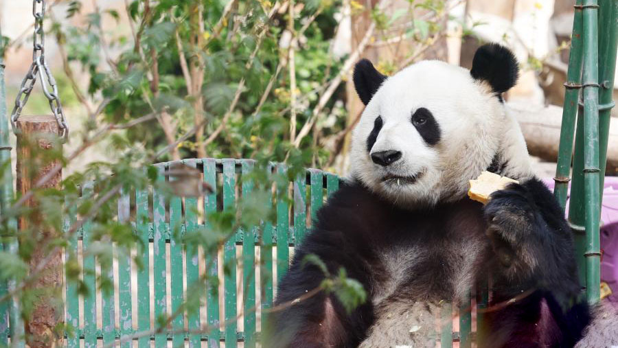 Giant panda Meng Lan attracts crowds to Beijing Zoo