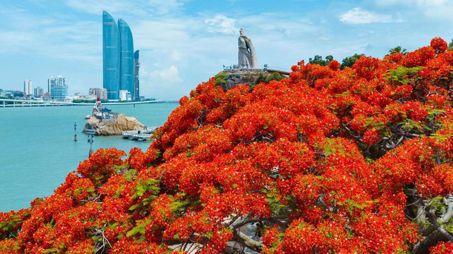 Stunning view of blooming flame trees across SE China's Xiamen