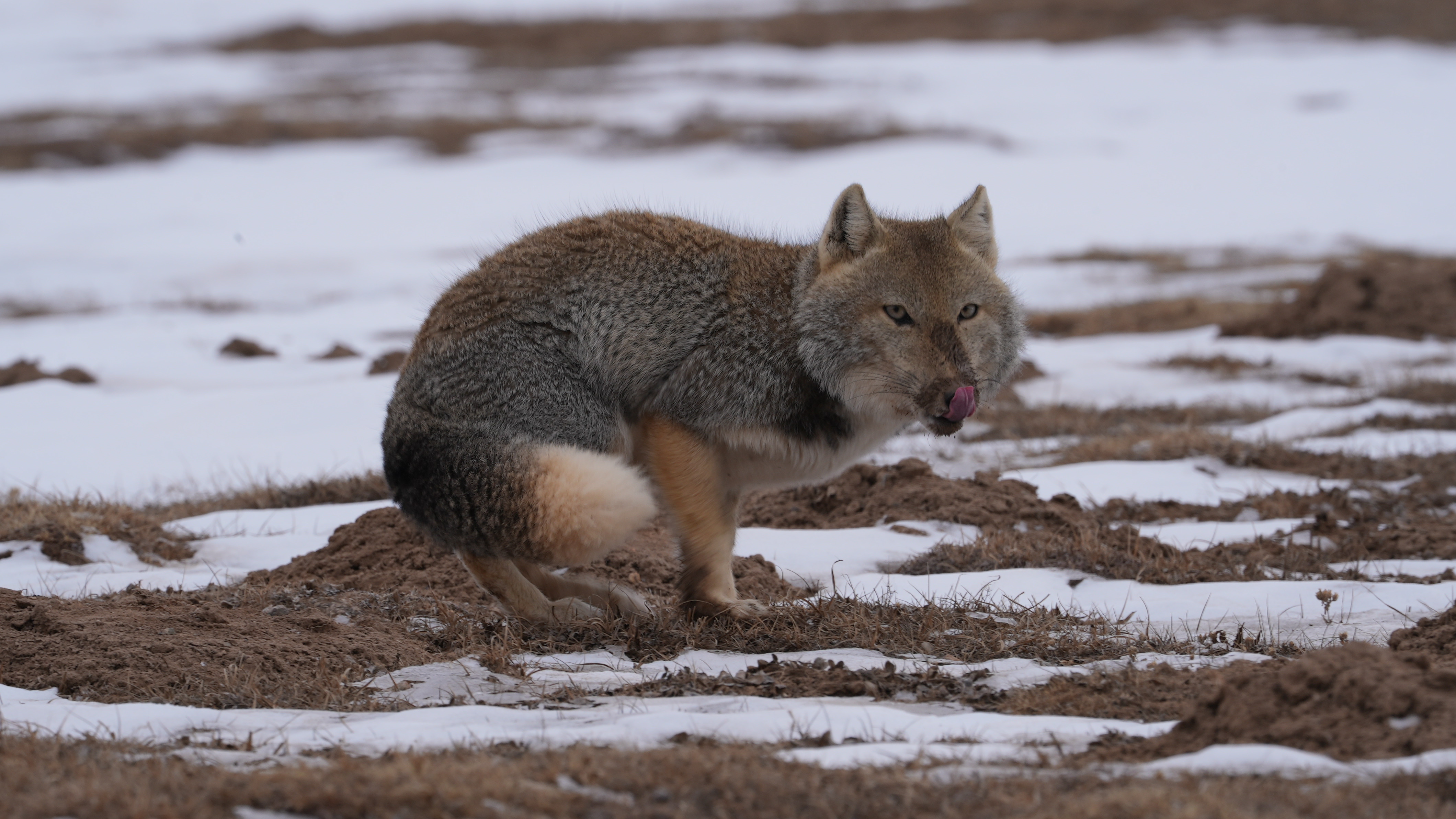 Tibetan fox spotted foraging in NW China's Qinghai