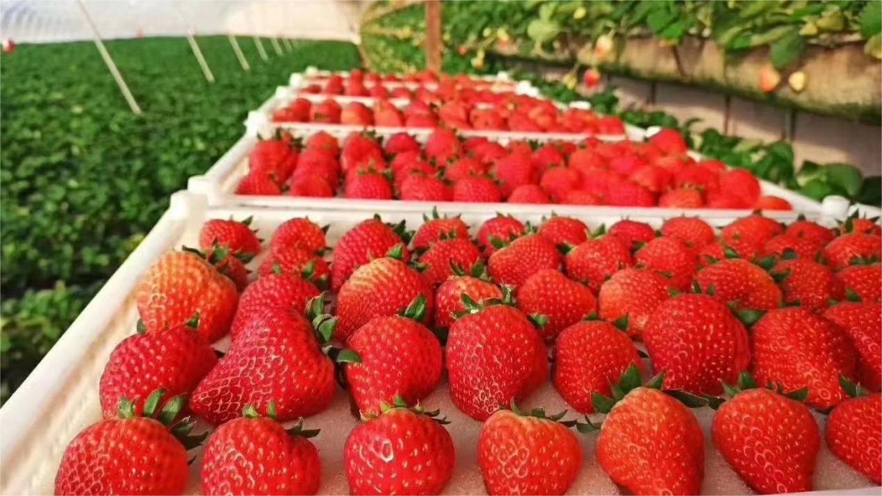 Strawberry and blossom festival offers sweet taste of spring