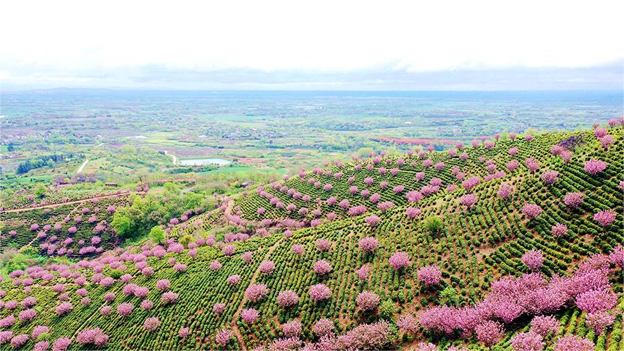 Spring tea harvest underway in Chaohu, east China's Anhui