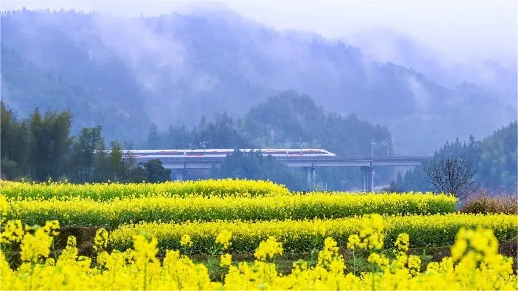 Train passengers left in awe of breathtaking golden rapeseed flower fields