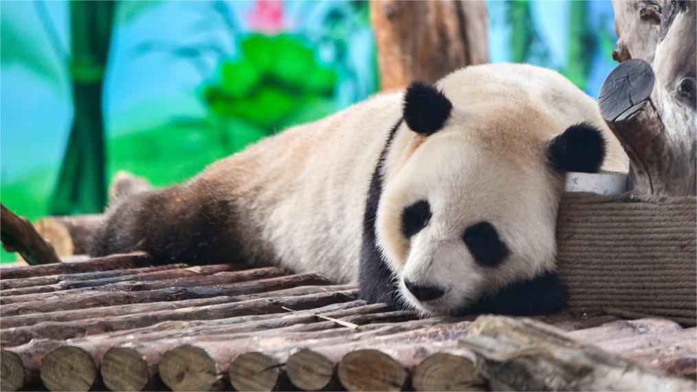 Four giant pandas make public debut at their new home in China's Lanzhou