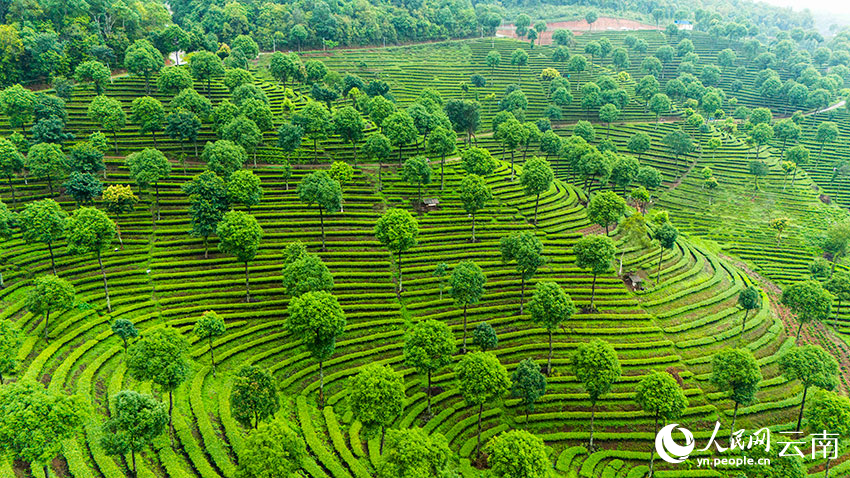 In pics: Aerial view reveals fingerprint-like tea terraces in SW China's Yunnan