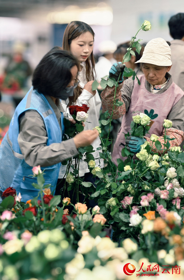 Fresh-cut flowers boost farmers' incomes in SW China's Yunnan