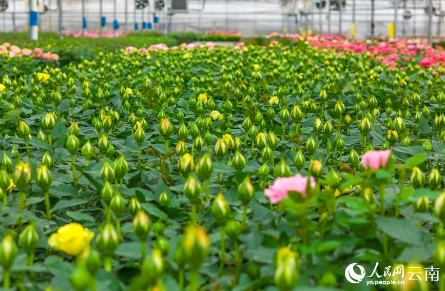 In pics: Flower industry thrives in Yuxi, SW China's Yunnan