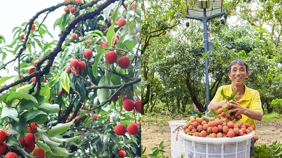 Farmers embrace bumper lychee harvest in Maoming, S China's Guangdong