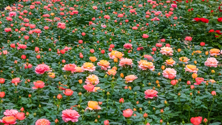 In pics: Flower industry thrives in Yuxi, SW China's Yunnan