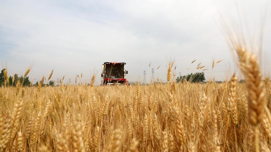 China ramps up summer wheat harvest with advanced machinery