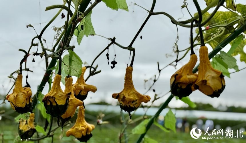 Over 3,000 agricultural innovation achievements on display in Wuhan, C China's Hubei