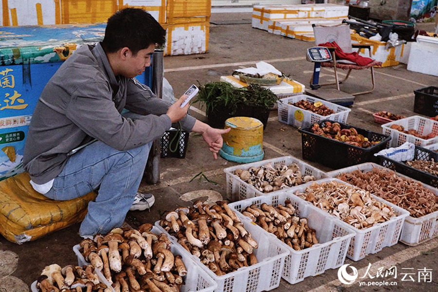 Wild mushrooms hit the market in SW China's Yunnan