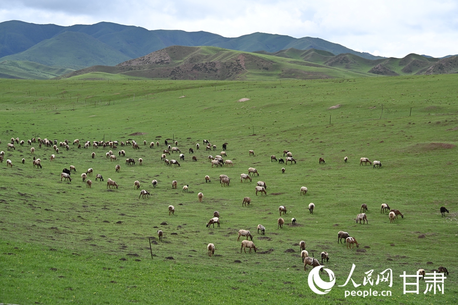 Pastoral summer scene unfolds on Sangke Grassland in Xiahe, NW China's Gansu