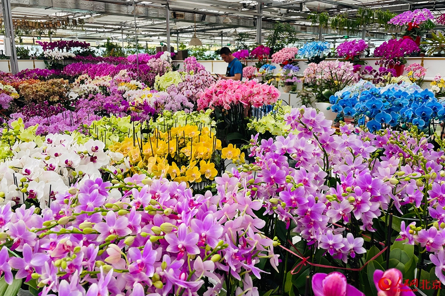 Beijing Flower Trading Center blooms into economic, cultural hub