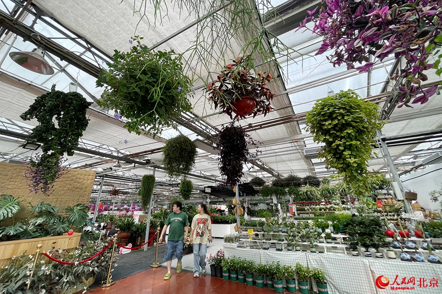 Beijing Flower Trading Center blooms into economic, cultural hub