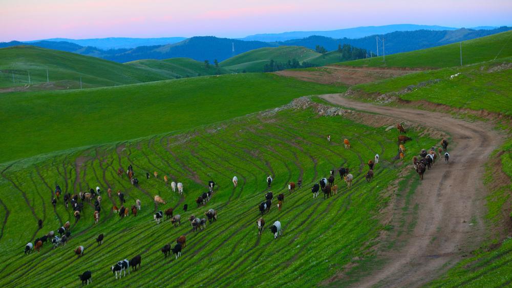 Summer pasture migration underway in Altay, NW China's Xinjiang