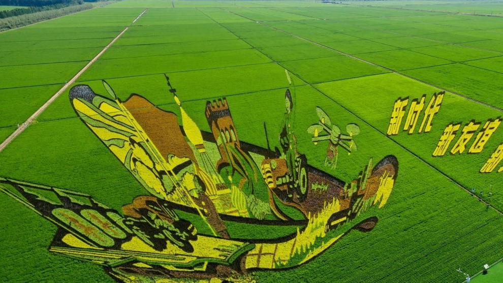 View of paddy rice fields in China's Heilongjiang