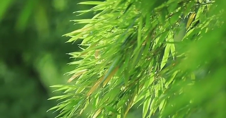 Trending in China | Lesser Heat: Summer in full bloom