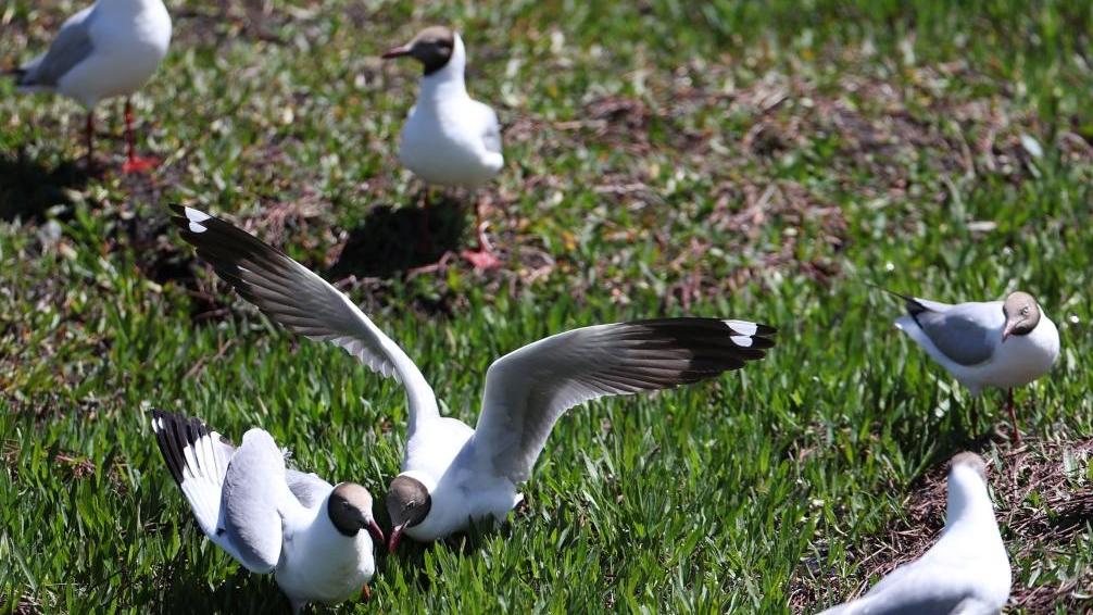 Brown-headed gulls at Gahai wetland attract many tourists in summer