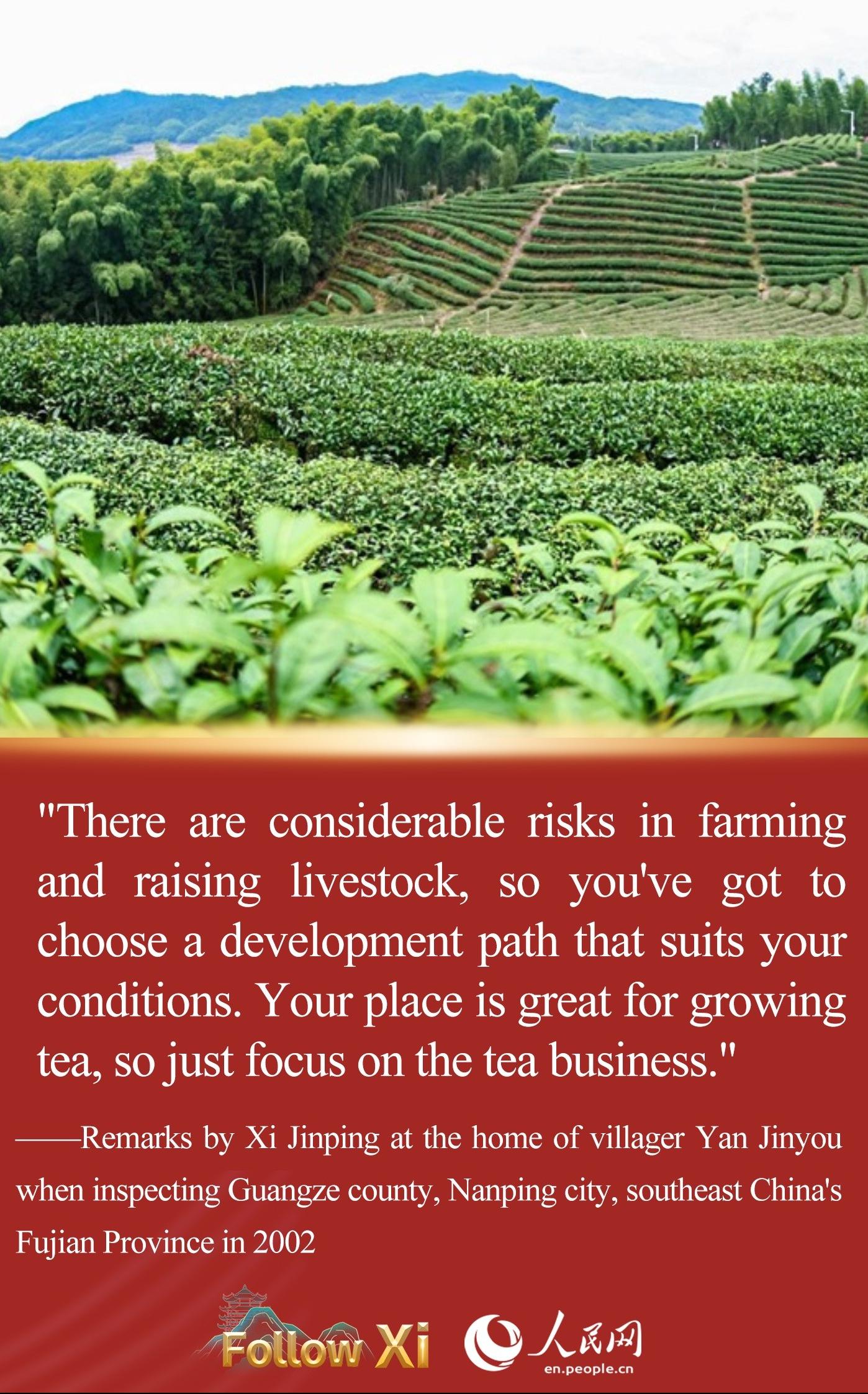 Xi Jinping's story with Fujian tea