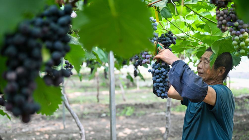 Farmers harvest grapes in China's Tianjin