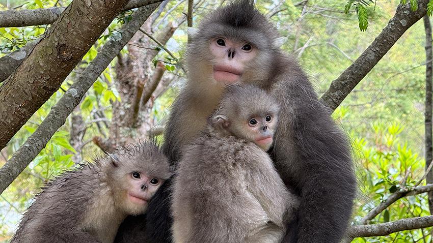 Black-and-white snub-nosed monkeys seen at nature reserve in SW China's Yunnan