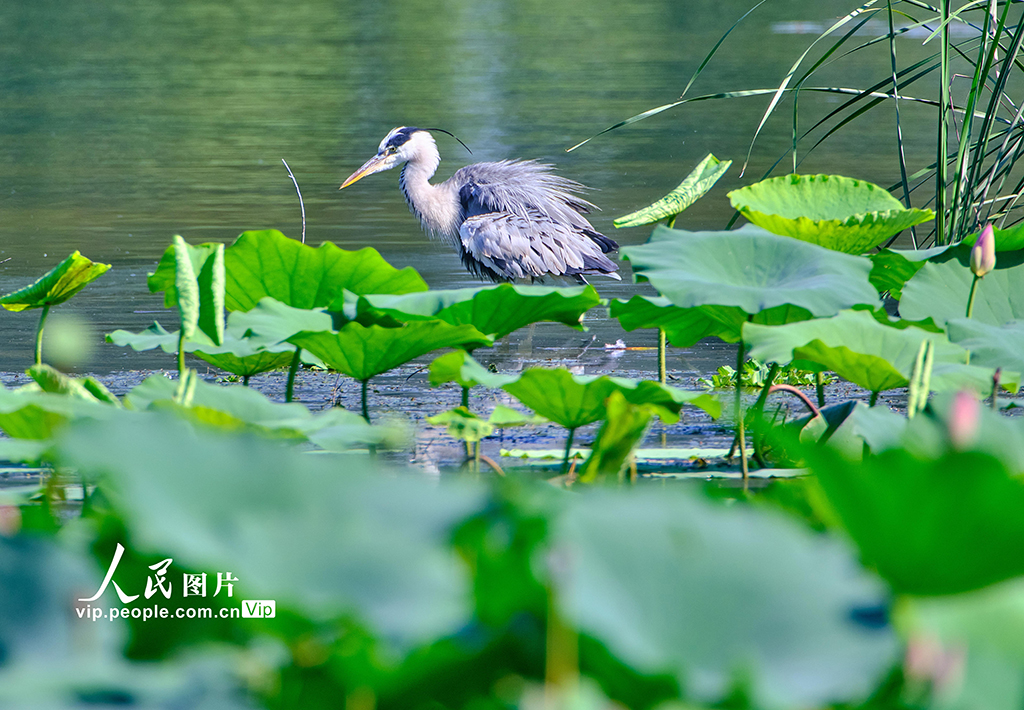 Ecology in action: Beijing's Changping district home to a variety of bird species