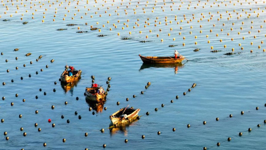 Fishermen at work aboard boats in marine pasture in Rongcheng, E China